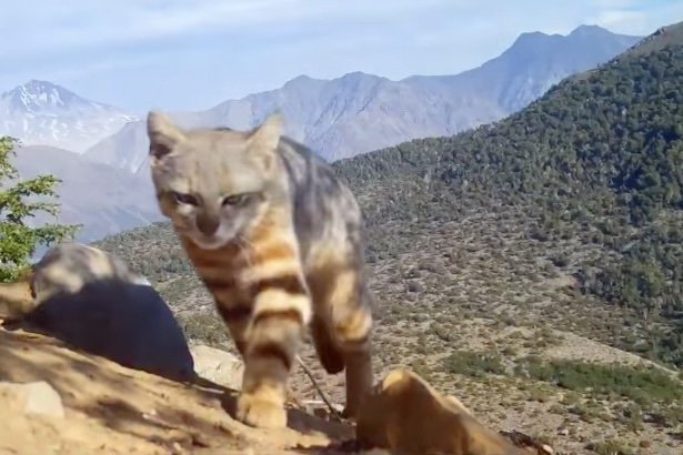 Rare Colocolo Cat Sighting on Trail Cam in Chile | Flipboard