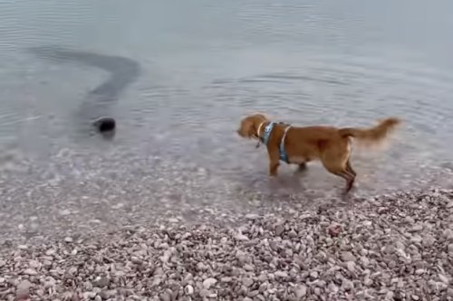 ‘Dog Finds Massive Anaconda’—Watch What Happens Next