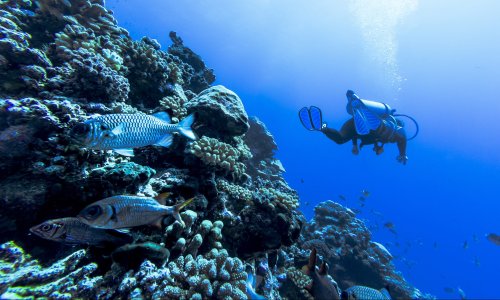 Take a look at the world's best scuba dive spots