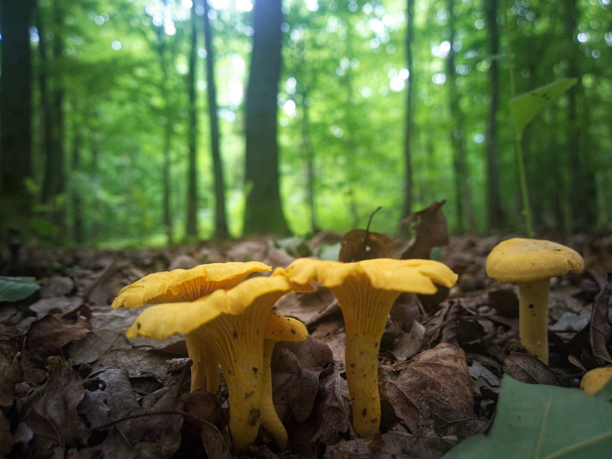 Mushroom Foraging: The Pacific Northwest is a Golden Land for Golden Chanterelles