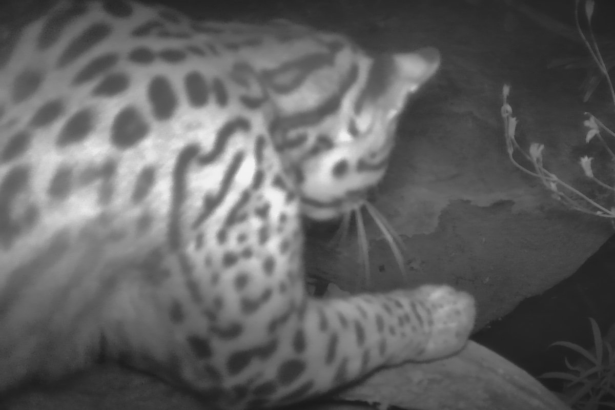 Rare Ocelot Spotted on Arizona Trail Cam