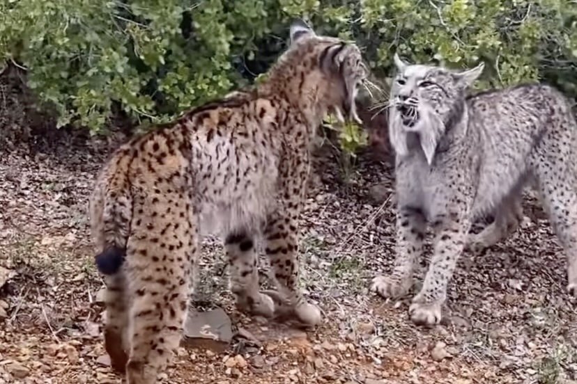 WATCH: ‘Strange Fight’ Between Two Iberian Lynxes