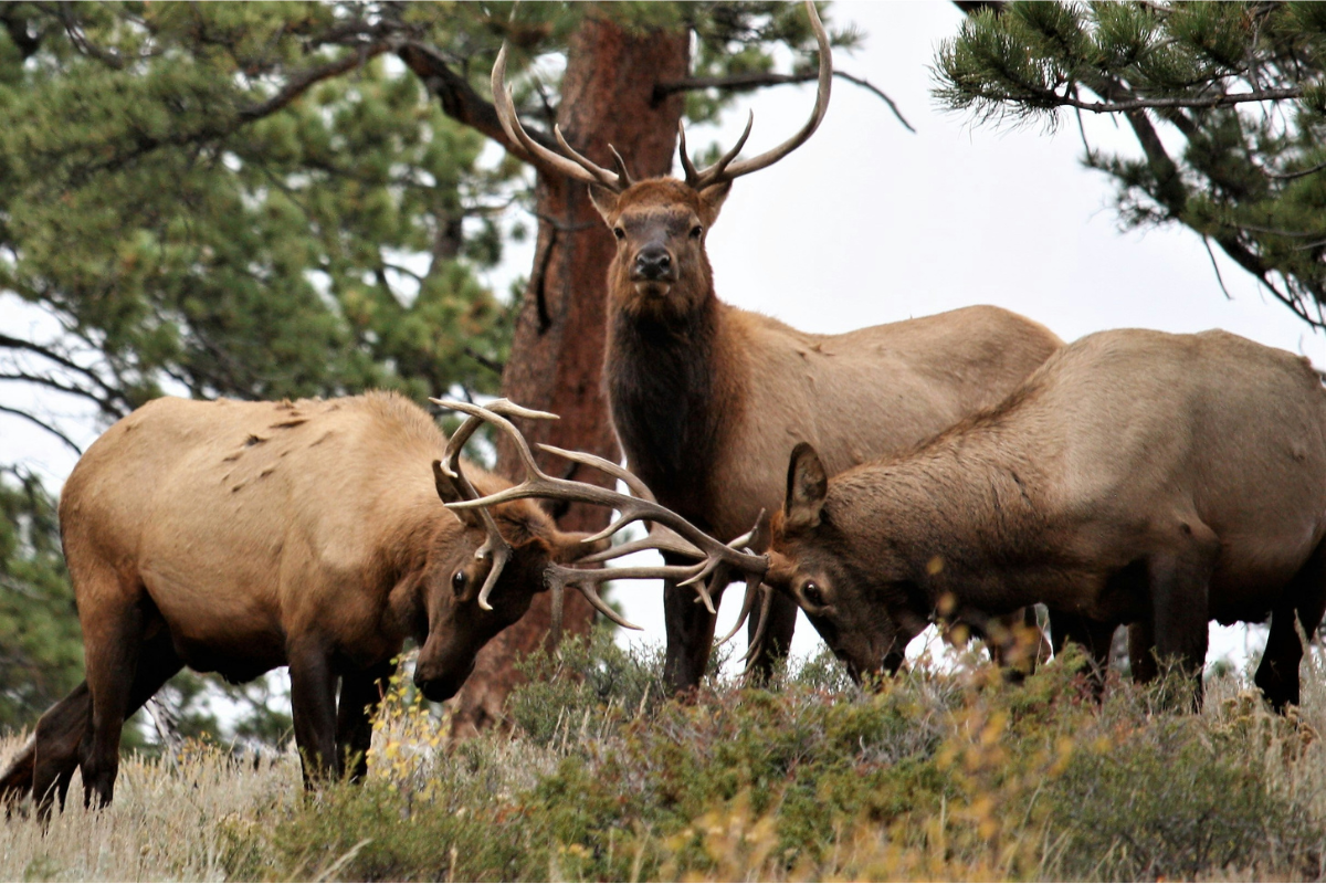 Watch This Endless Line of Elk Cross a Colorado Highway
