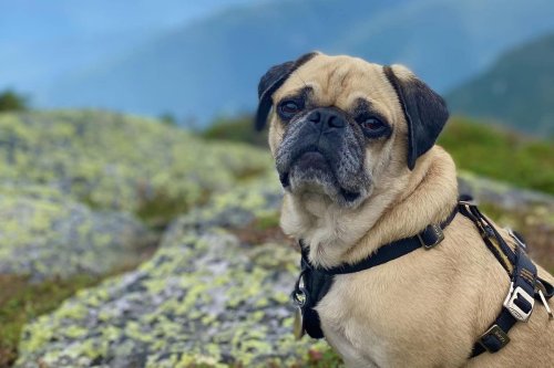 Meet the amazing pug who has hiked all 48 mountains in New Hampshire