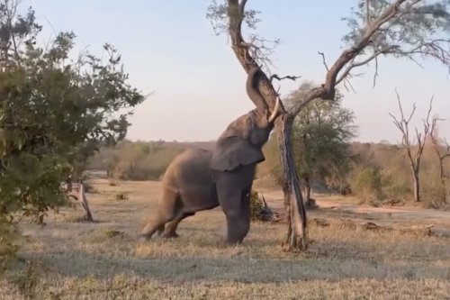 WATCH: Elephant Pushes Over Tree Because It Can