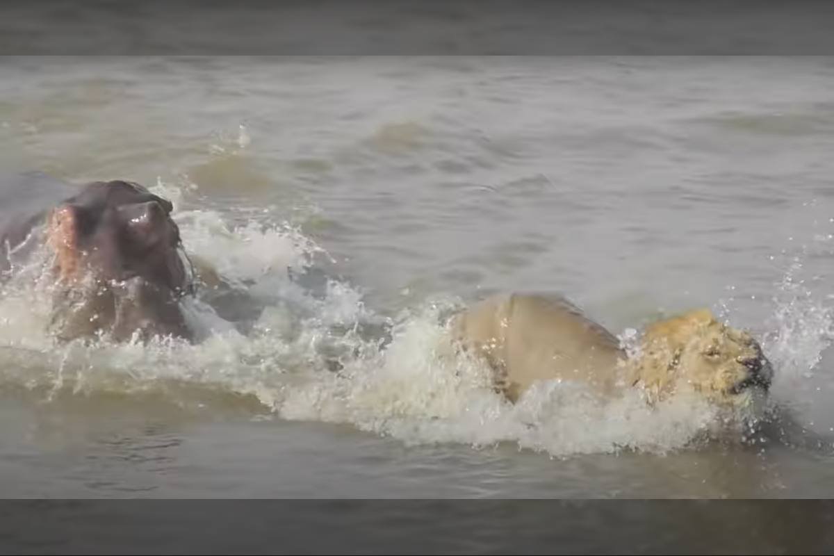 ‘Don’t Kill My Lion’: Territorial Hippo Chases Lion Across River