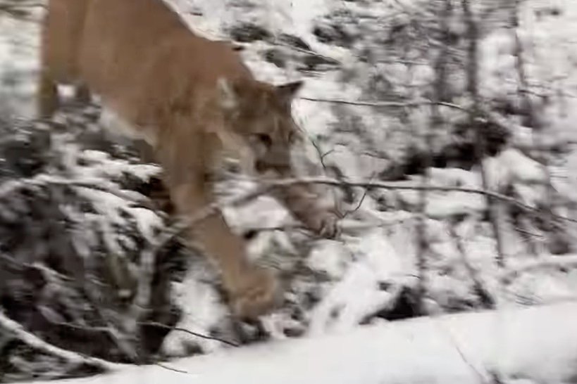 ‘That Was a Close One!’: Watch Mountain Lion Fly by at Top Speed