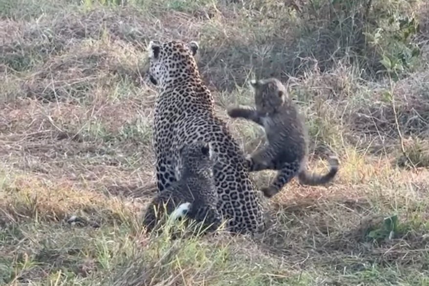 Leopard Cubs in Kenya Prove Parenting Woes Are Universal (Video)