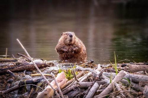 Sound on: Beaver Farts (Loudly) on a Cornwall Trail Cam