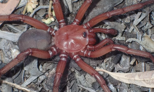 This newly-discovered spider is huge and lives longer than most dogs