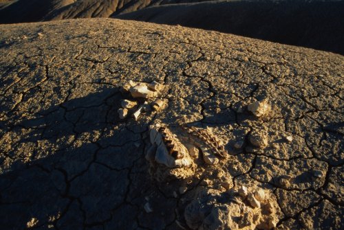 ‘Mind Blown’: Weird Trick Will Help You Tell a Fossil From a Rock
