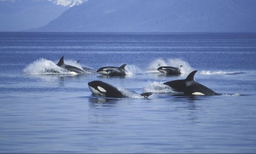 The tragic reason orcas are attacking boats
