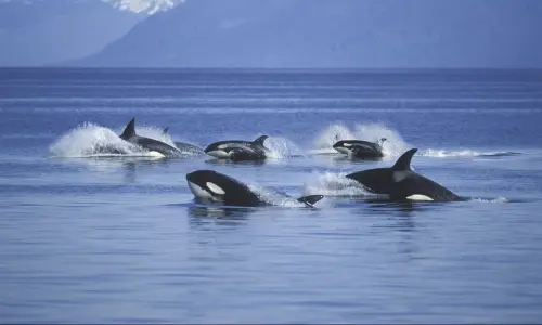 The tragic reason orcas are attacking boats