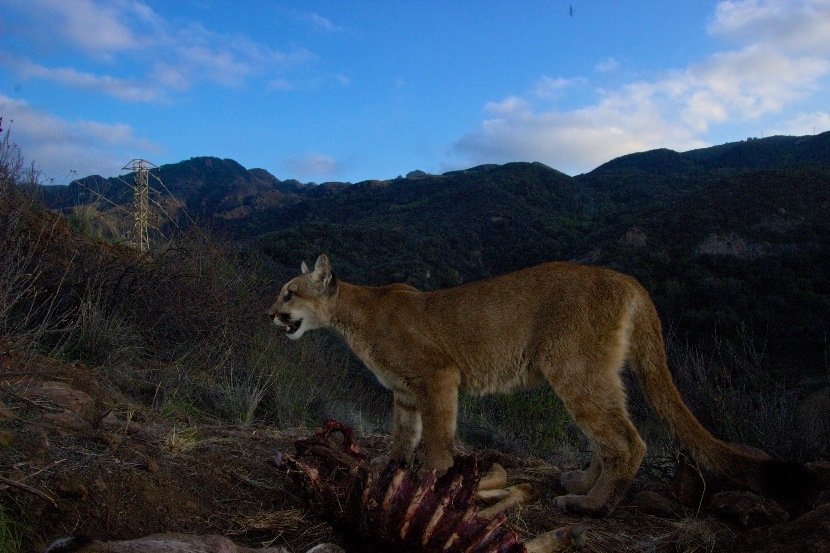 Sound On: Listen to a Mountain Lion’s Eerie Call