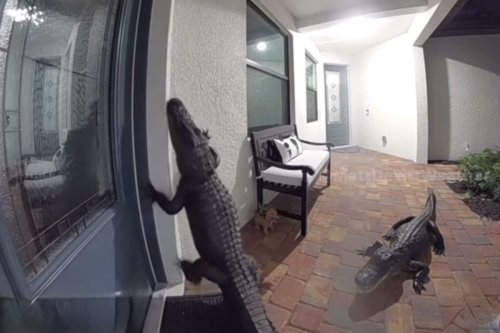 ‘Meanwhile in Florida’: Doorbell Cam Catches Alligators on Porch