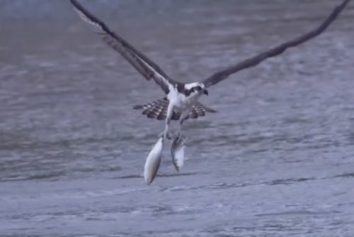 WATCH: Osprey Pulls off the Most Perfect Double Catch