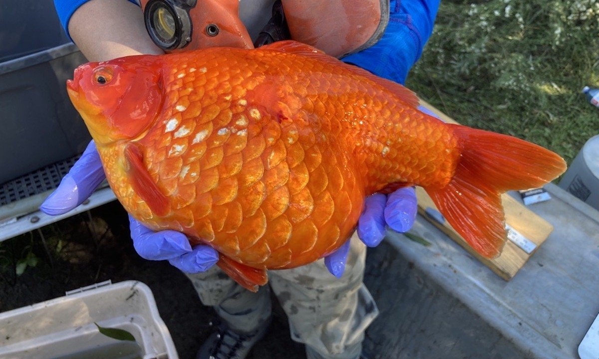 Giant Self-Cloning Goldfish Are Invading Canadian Rivers