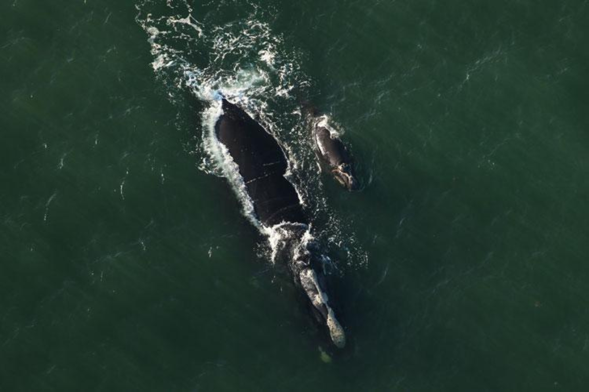 Rare and Endangered Right Whale and Her Calf Spotted Off the Carolina Coast