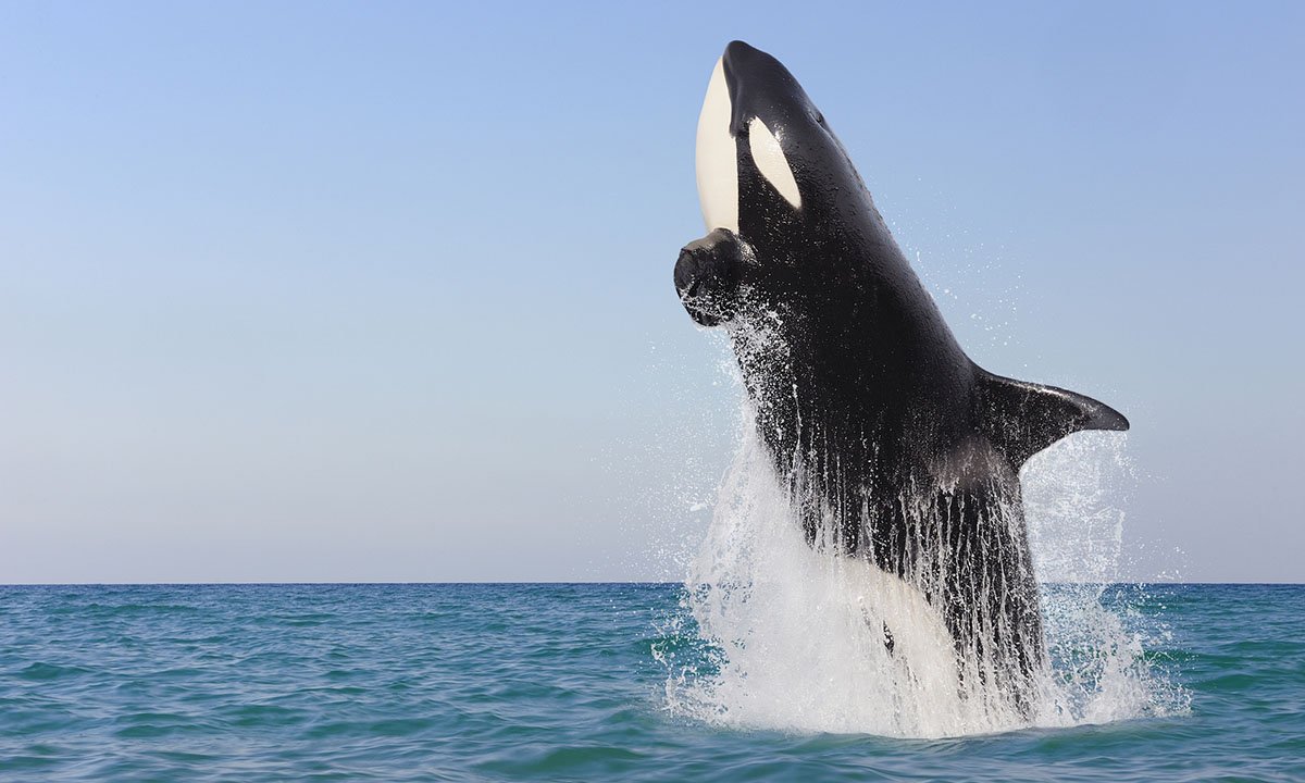 WATCH: Orca Attacks Whale Shark