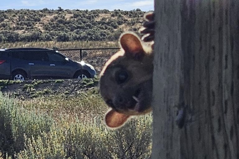 Mysterious Gollum-Like Creature Found at Washington Rest Stop
