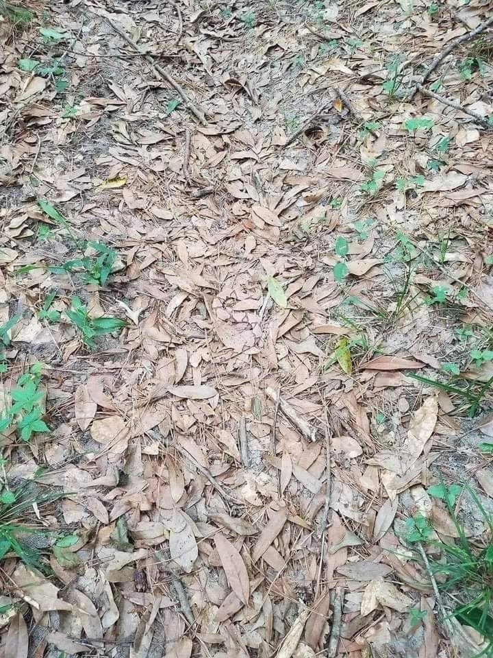 This Venomous Copperhead Snake Is Nearly Impossible to Find