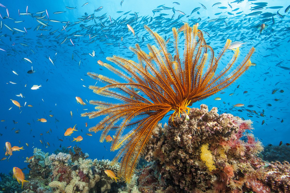 Feather Stars: Meet Your New Favorite Sea Creature