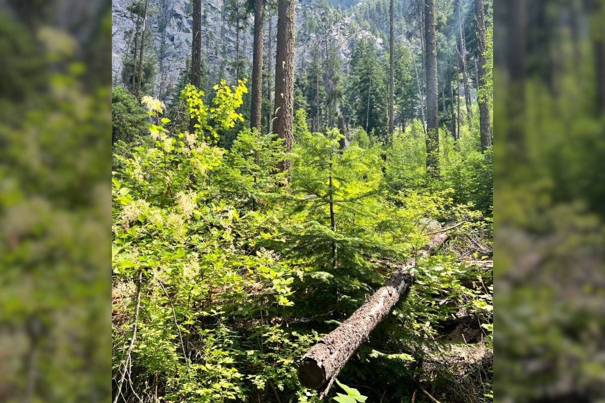 There’s a Bear in This Photo. Can You Find It?