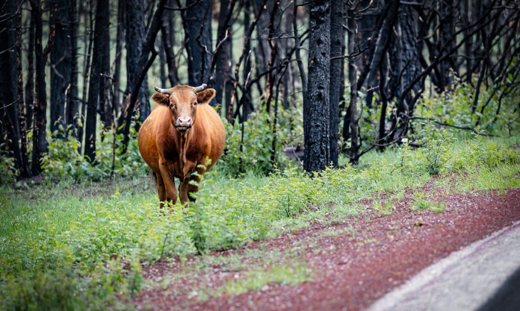 Welcome to the Wild West: In New Mexico, Hikers Are Getting Attacked by Cows