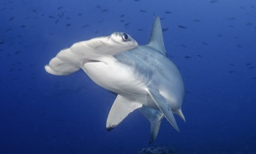 Hammerhead Shark Eats Leaf, Regrets It Instantly (Funny Video)
