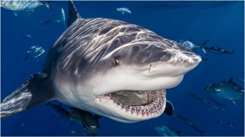 Massive Shark Obliterates Fish Being Reeled In, Footage Is Insane: WATCH