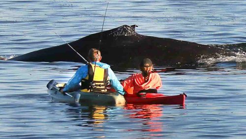 MUST WATCH: A Whale Swallowed Two Kayakers Whole!