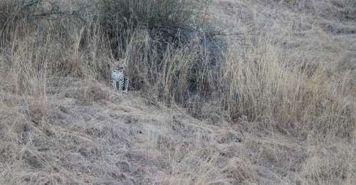 Jhalana Leopard Reserve: An Oasis of Wildlife