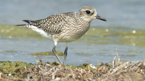 Birds Threatened by Coastal Bend Oil Spill