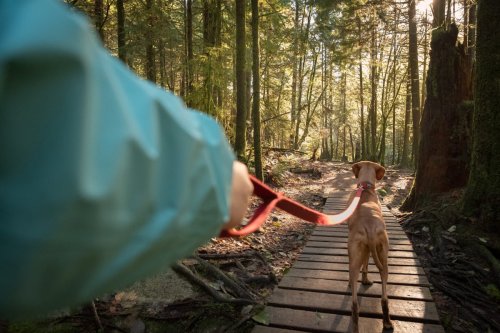 Trail Training for Your Adult Adventure Dog