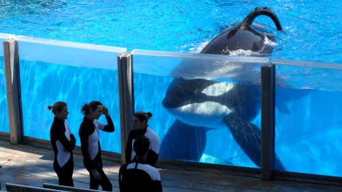 The Outside Story That Changed Life for Captive Orcas