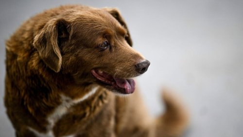 Your Dog Won’t Likely Live to 31, but You Can Add Years to Its Lifespan