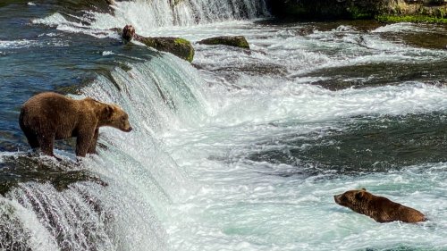 It’s Grizzly-Viewing Season in Katmai National Park