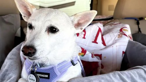 A missing dog survived 34 days in Yellowstone National Park