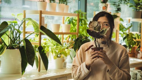 How to Keep Your Houseplants Alive, and Help Them Thrive
