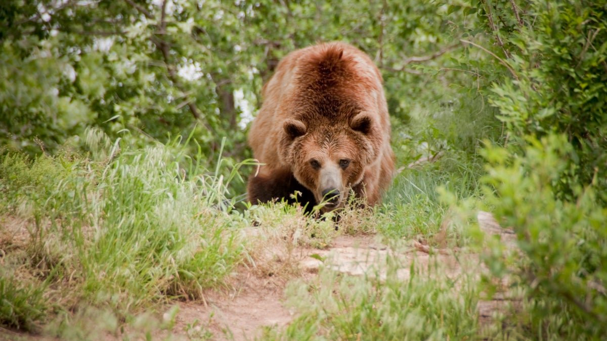 2021 Could Be One of the Deadliest Bear Attack Years on Record. Why?