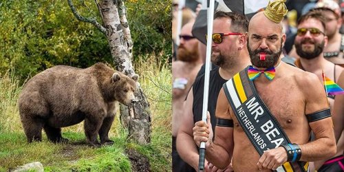 It’s Fat Bear Week – Here’s How You Can Weigh In With Your Vote