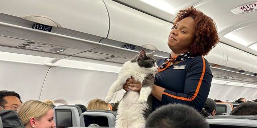 This Cat Took a Casual Stroll on a JetBlue Flight