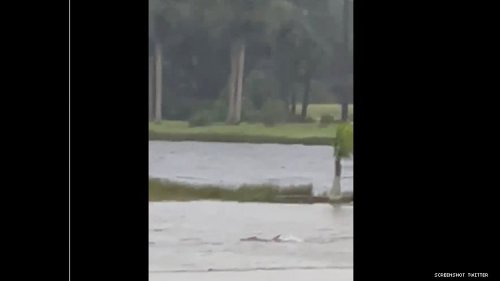 Is That a Shark Swimming Through the Streets of Ft. Myers Florida?