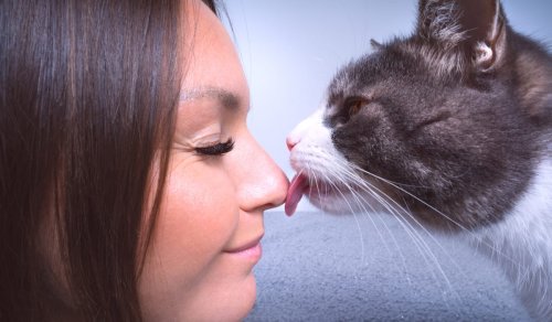 What Does it Mean When Your Cat Starts Grooming You? 