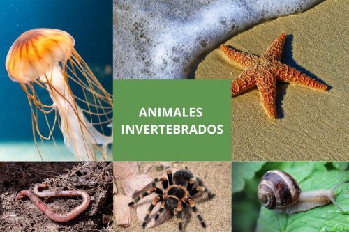 Animales invertebrados