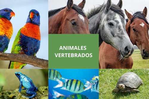 Animales vertebrados