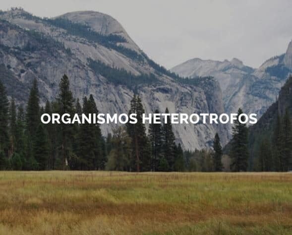 Medio ambiente y ecología cover image