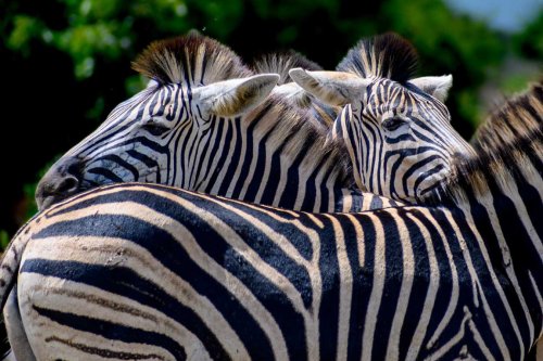 Why Zebras Have Stripes and 23 Other Cool Zebra Facts