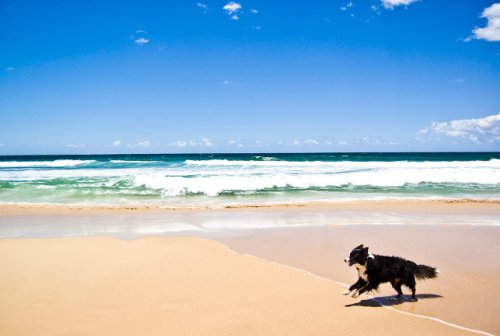 The 9 Best Dog-Friendly Beaches in Florida | Oyster.com