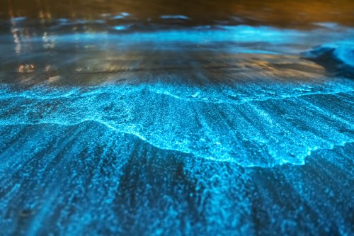 7 Bioluminescent Beaches and Bays That Glow at Night | Oyster.com